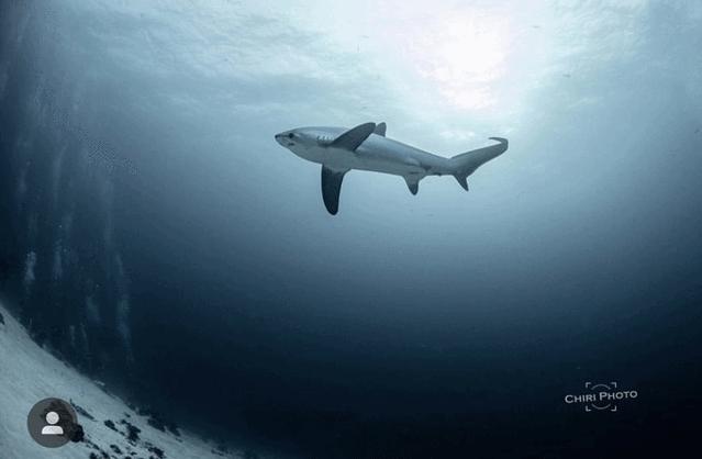 薄荷岛宿务攻略,宿务薄荷岛旅游怎么样