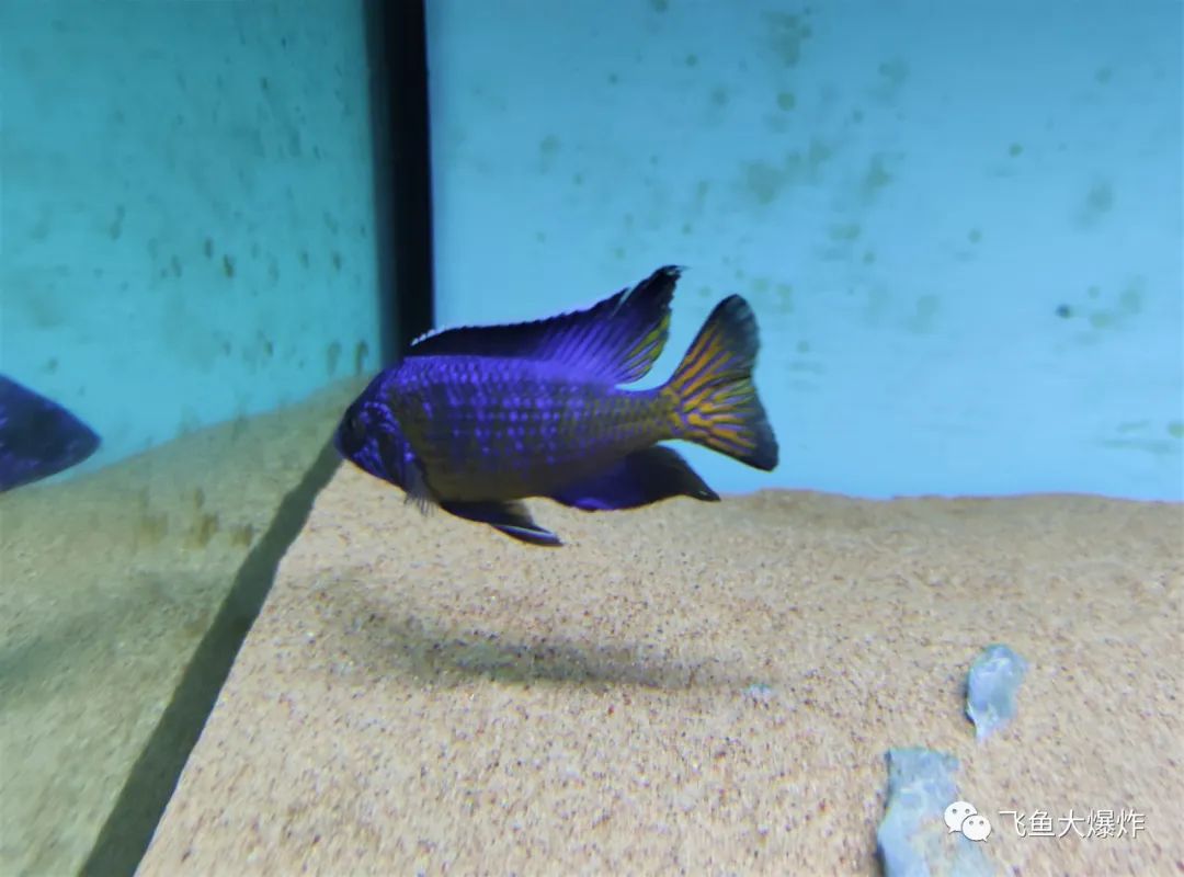 2020慈鲷筑巢大赛~非洲三湖沙雕艺术家的盛宴