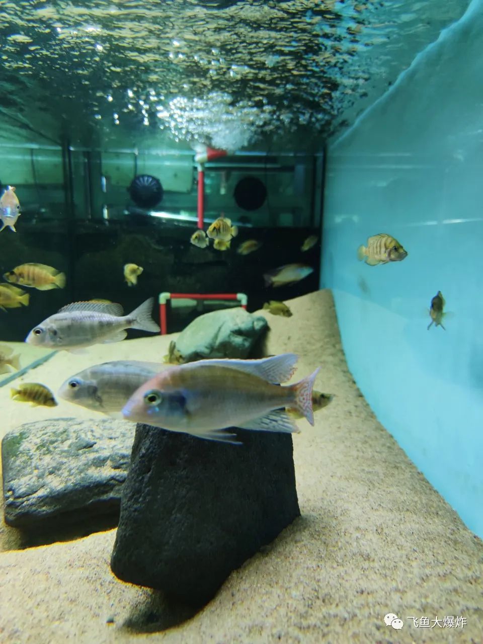 2020慈鲷筑巢大赛~非洲三湖沙雕艺术家的盛宴