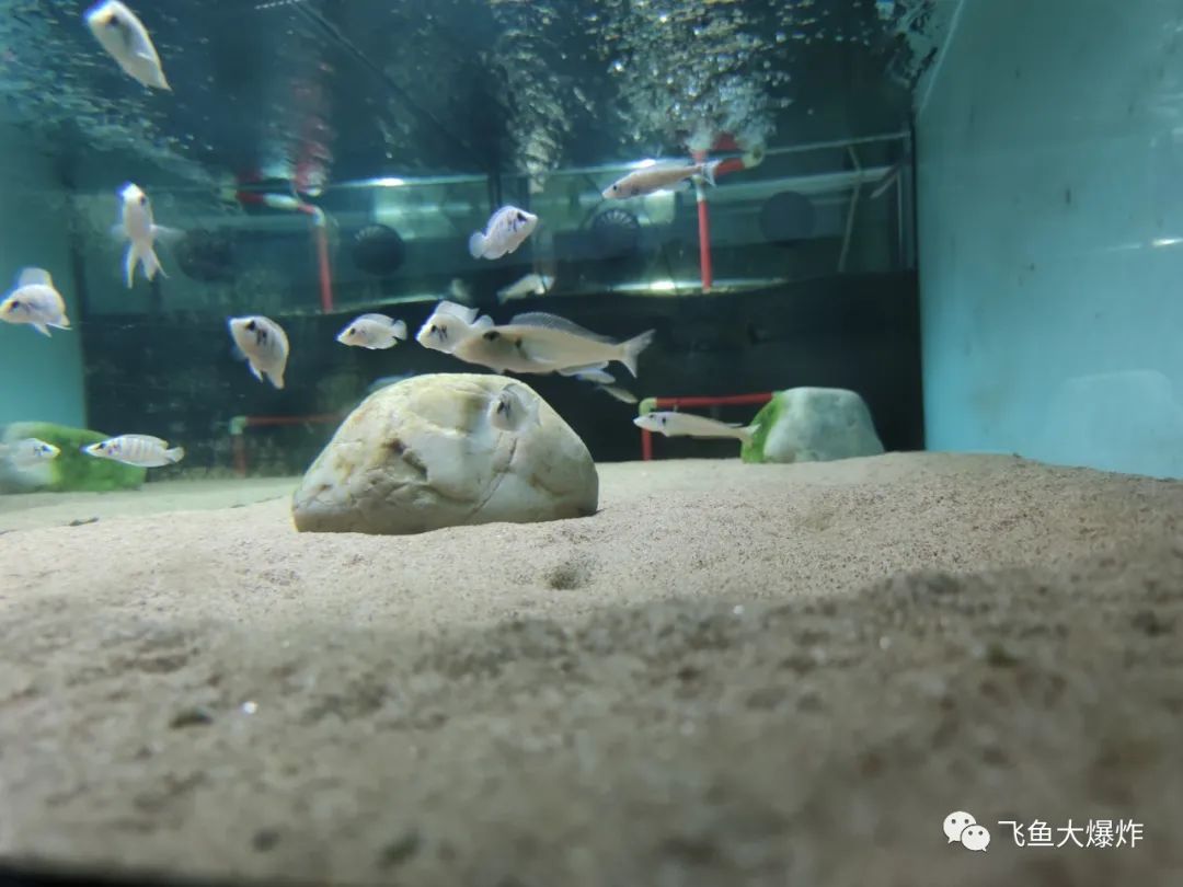 2020慈鲷筑巢大赛~非洲三湖沙雕艺术家的盛宴