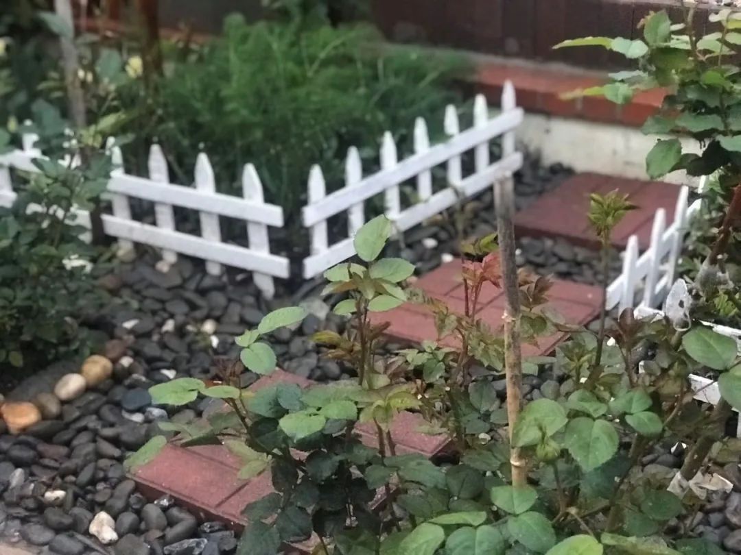 疫情下的美国日记丨陈丽华：加州四月槐花香