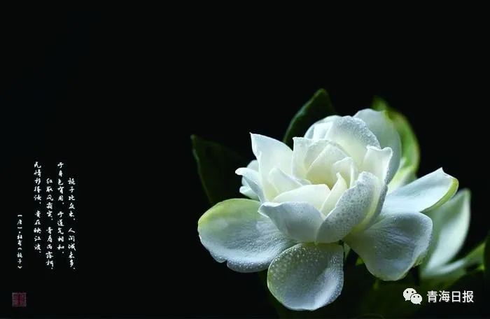 栀子花开全部小说,夜读创作原声