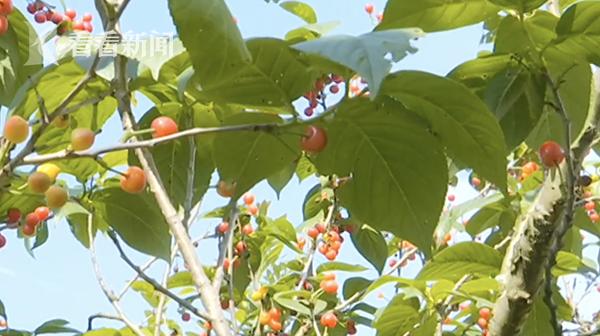 “有毒”！摘樱桃发现每颗都有虫顾客拍视频被扇巴掌