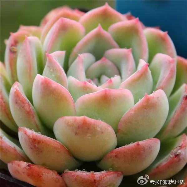 那些年被肉友爱过且脸盲过的月影系！你都有吗？