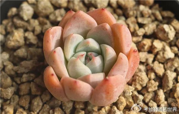 那些年被肉友爱过且脸盲过的月影系！你都有吗？