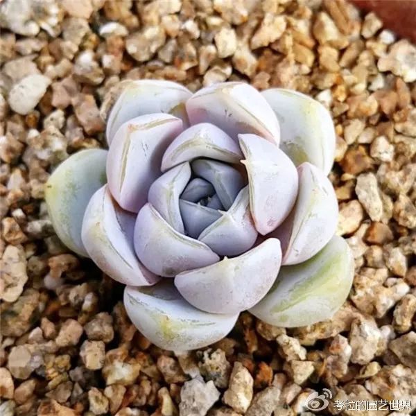 那些年被肉友爱过且脸盲过的月影系！你都有吗？