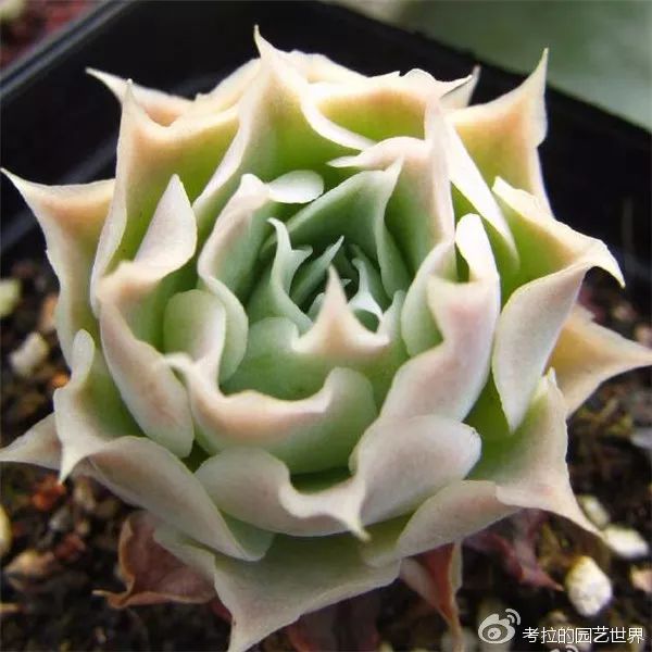 那些年被肉友爱过且脸盲过的月影系！你都有吗？