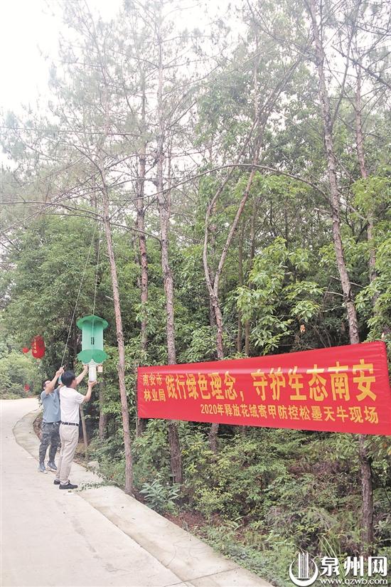 南安：释放花绒寄甲防控松墨天牛以虫治虫绿色防控