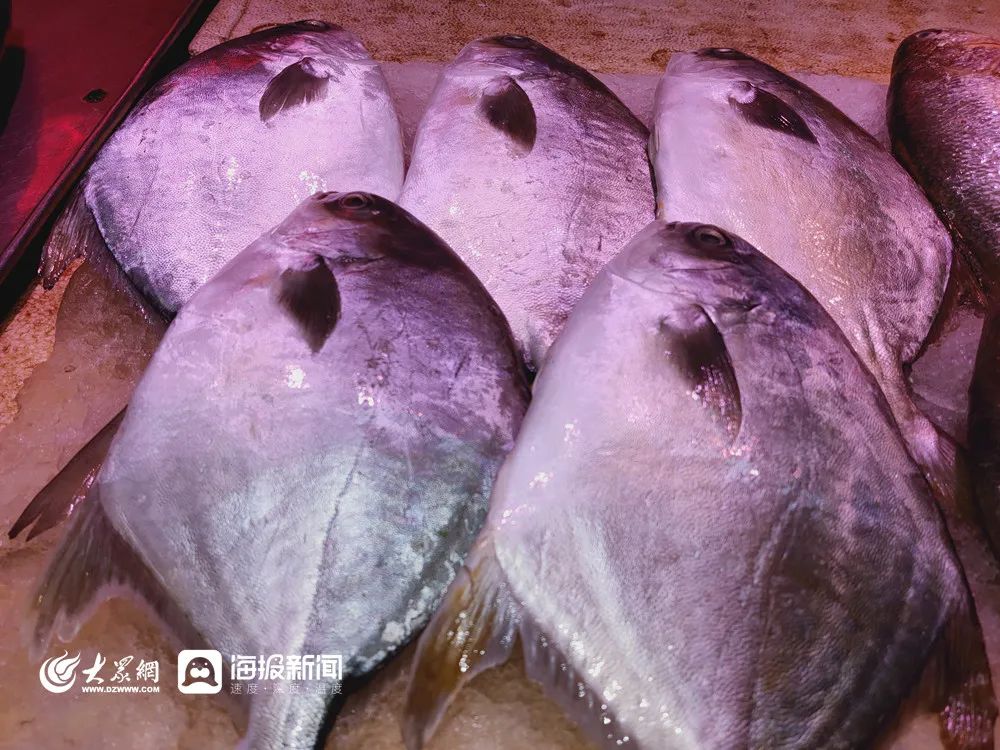 封海前必吃的两种海鲜,青岛封海还有海鲜吃吗