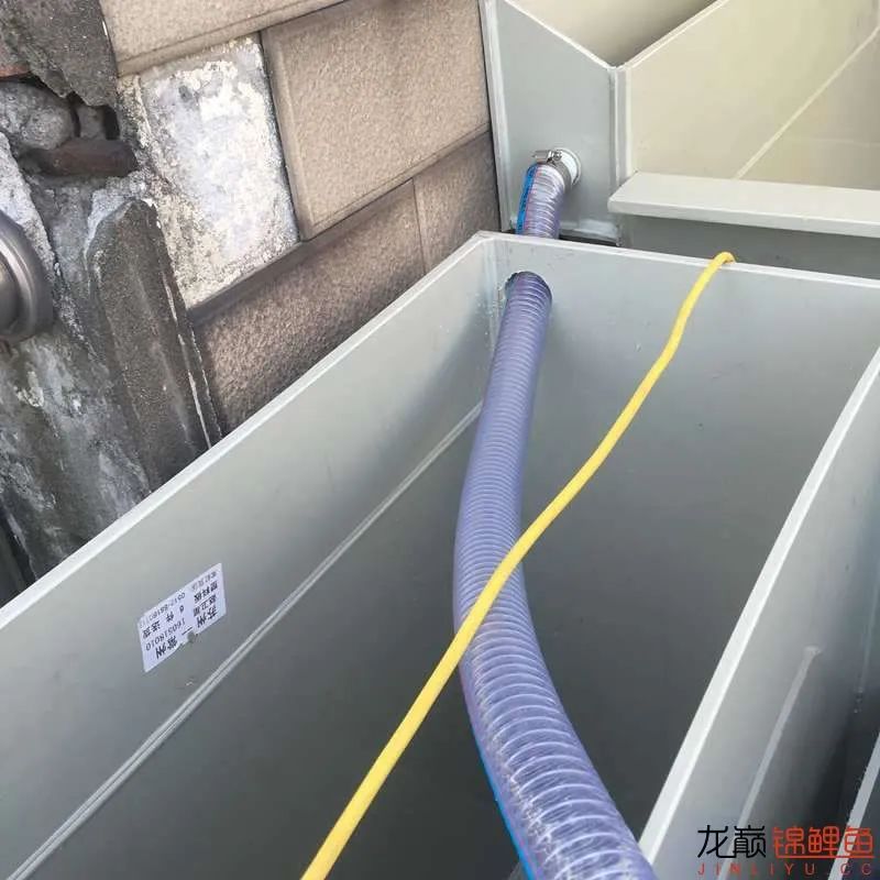 迷上鲤鱼精，露台安家2.5立方锦鲤池，生活设施一应俱全