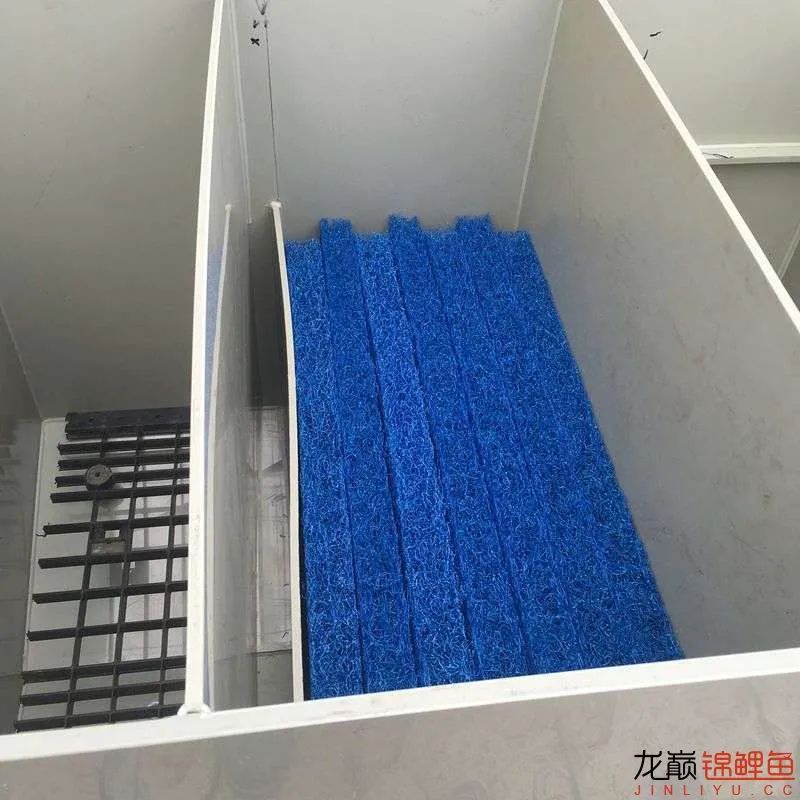 迷上鲤鱼精，露台安家2.5立方锦鲤池，生活设施一应俱全