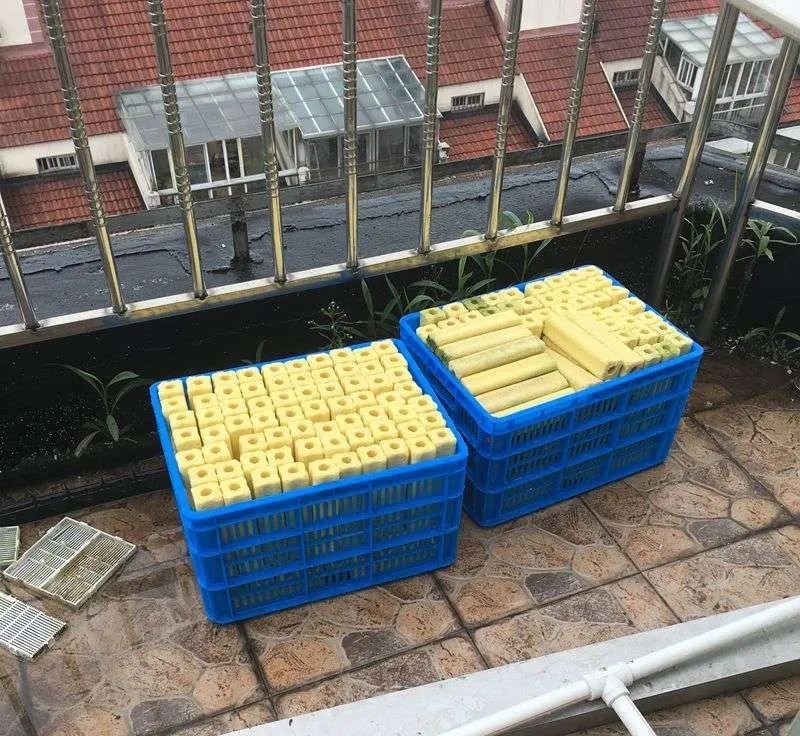 迷上鲤鱼精，露台安家2.5立方锦鲤池，生活设施一应俱全