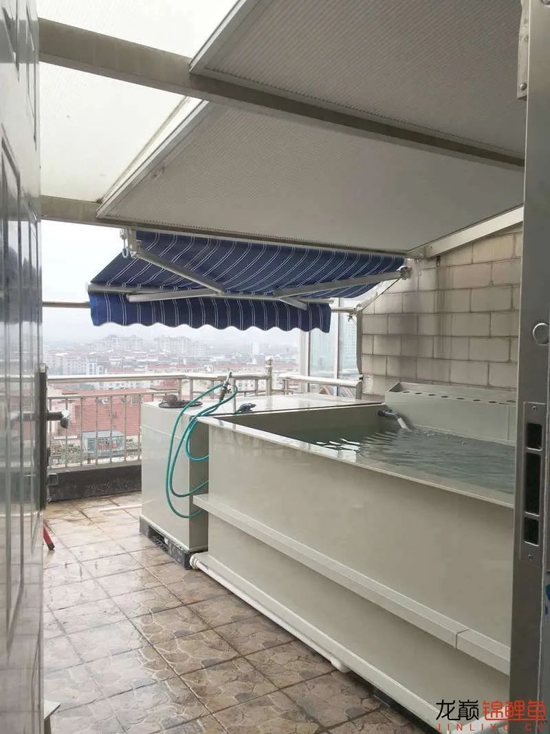 迷上鲤鱼精，露台安家2.5立方锦鲤池，生活设施一应俱全