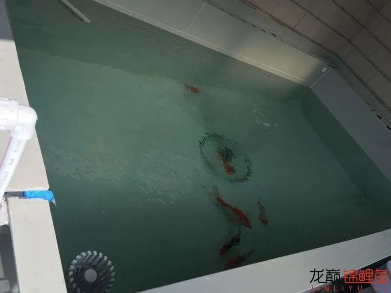 迷上鲤鱼精，露台安家2.5立方锦鲤池，生活设施一应俱全