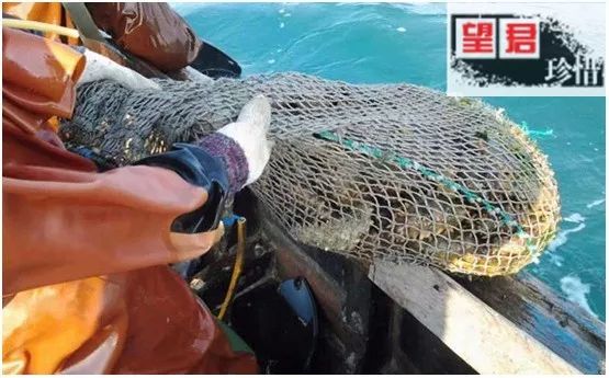 海参市场的真实现状,震惊正宗海参竟卖这么低的价格