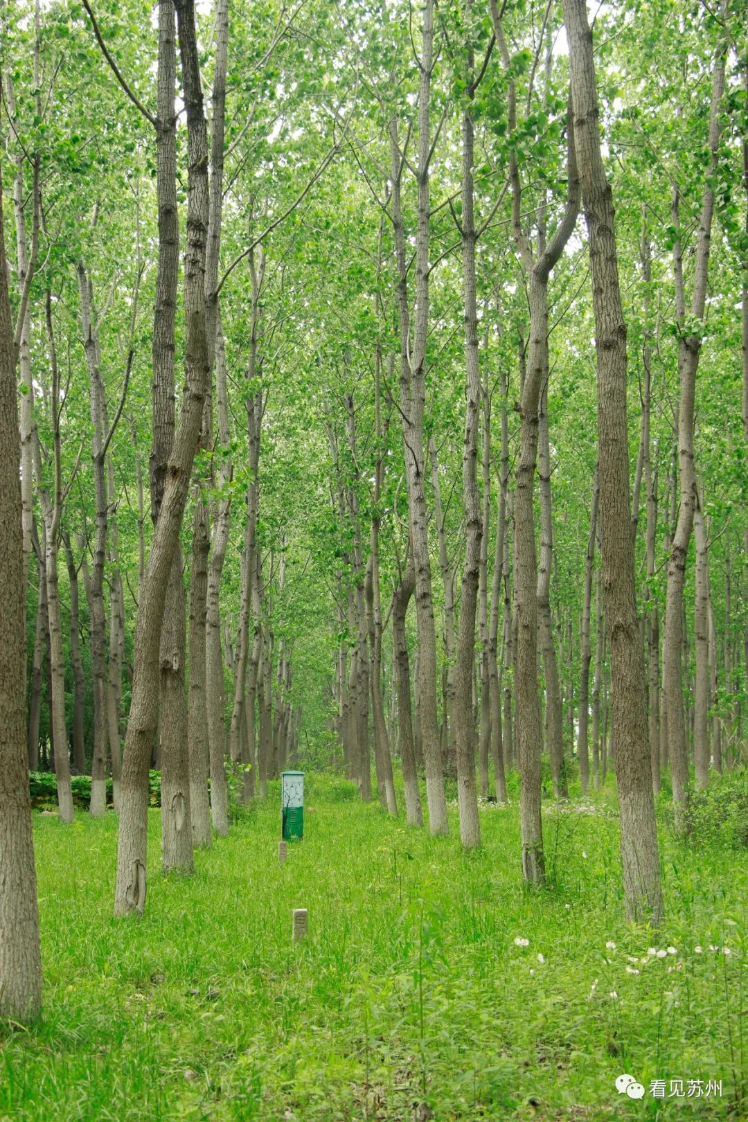 苏州森林里野奢树屋,苏州泡温泉度假的地方推荐