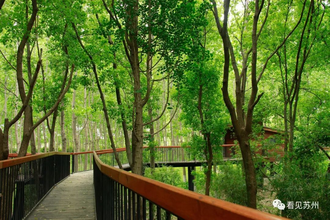 苏州森林里野奢树屋,苏州泡温泉度假的地方推荐