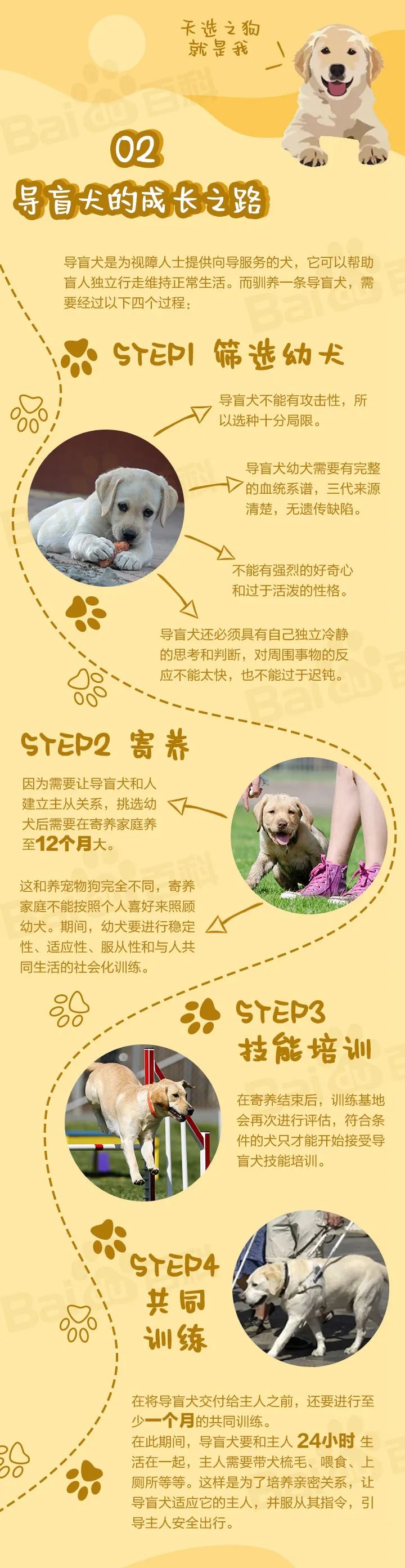导盲犬是什么品种的狗狗,导盲犬成长史详解