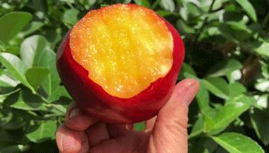 油桃汁水,黄心油桃5斤应季大桃子