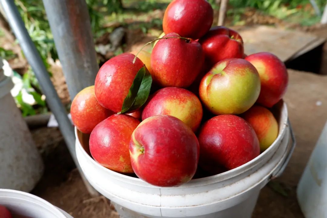 油桃汁水,黄心油桃5斤应季大桃子