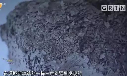 屋里白色小飞虫咬人,家里好多黑色的带壳小飞虫咬人吗