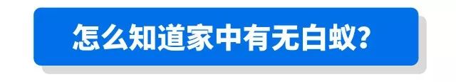 屋里白色小飞虫咬人,家里好多黑色的带壳小飞虫咬人吗
