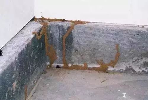 屋里白色小飞虫咬人,家里好多黑色的带壳小飞虫咬人吗