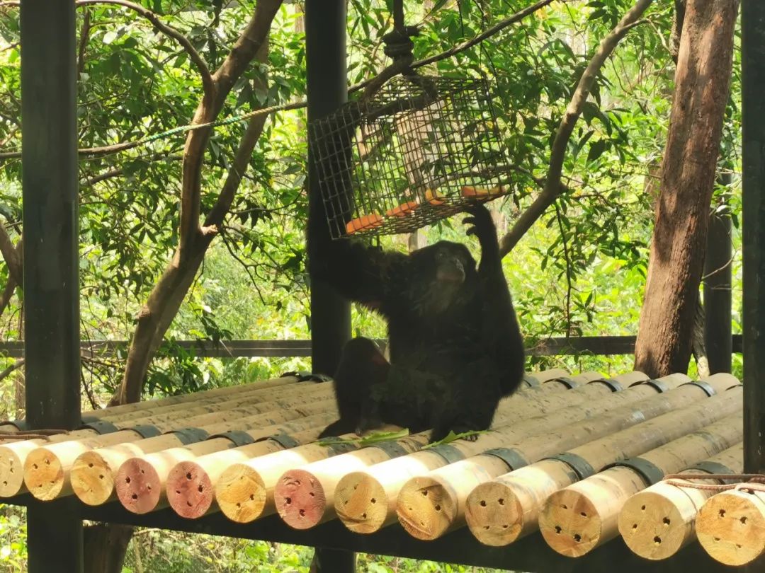 广州长隆野生动物世界何时建成,广州长隆野生动物园有白狮