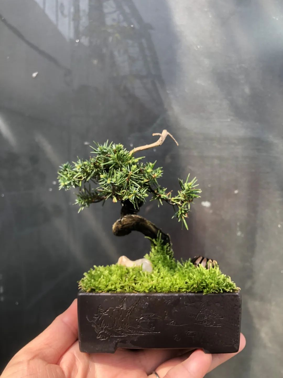 50岁以上学瑜伽,50岁了想去学瑜伽教练怎么学