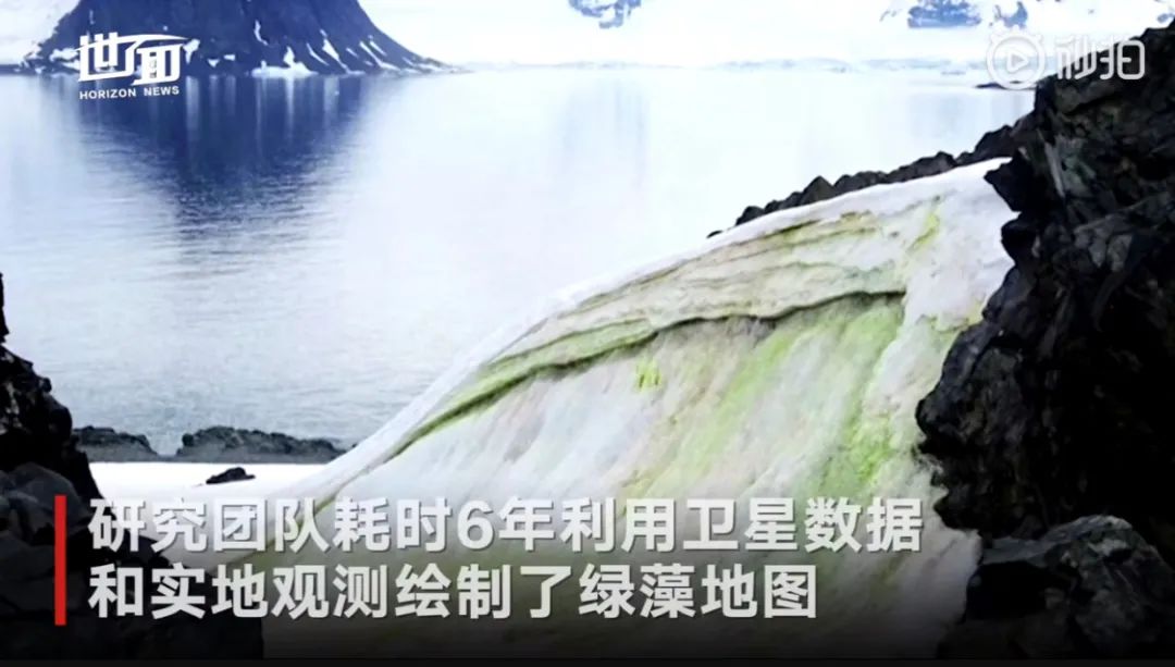 南极洲“绿雪”涌现，帝企鹅：泥土是什么？