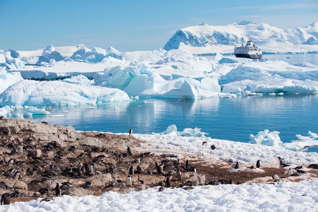 南极洲“绿雪”涌现，帝企鹅：泥土是什么？