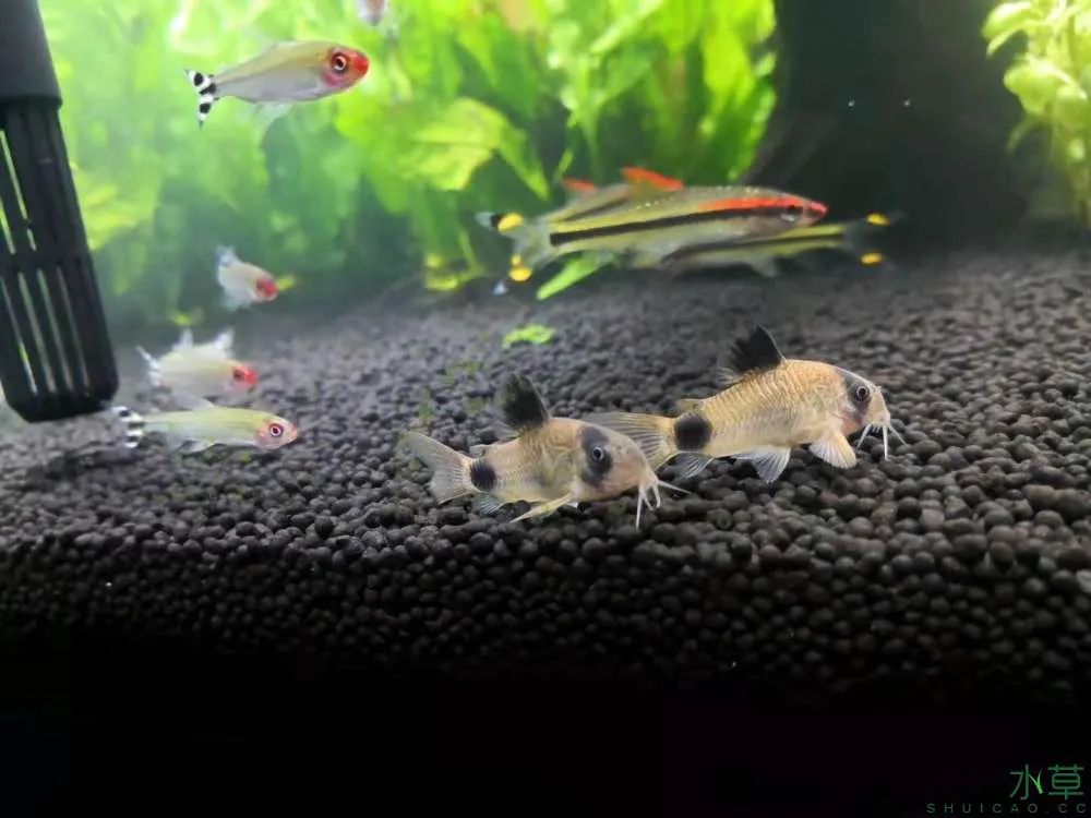 草缸1.2米生命之树造景,草缸造景60厘米大师作品