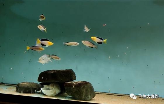 草缸1.2米生命之树造景,草缸造景60厘米大师作品