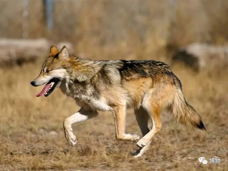 这才是*男猛**应该认识的动物