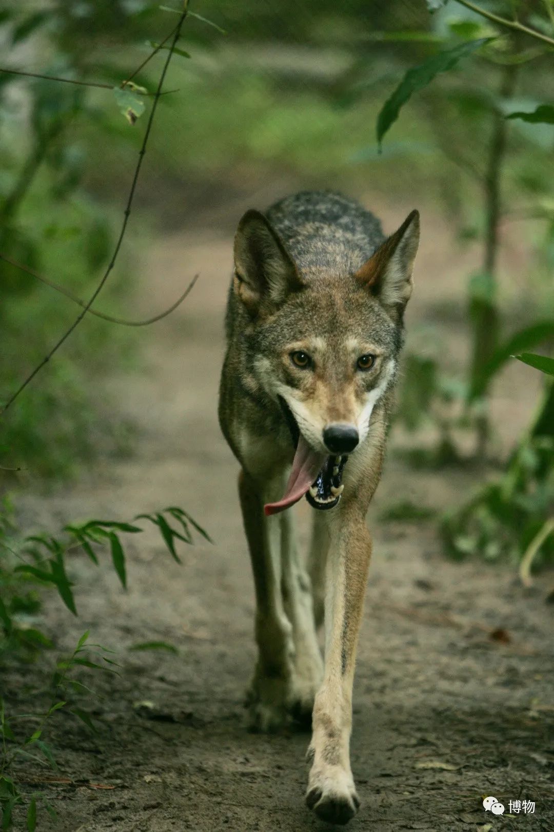 这才是*男猛**应该认识的动物
