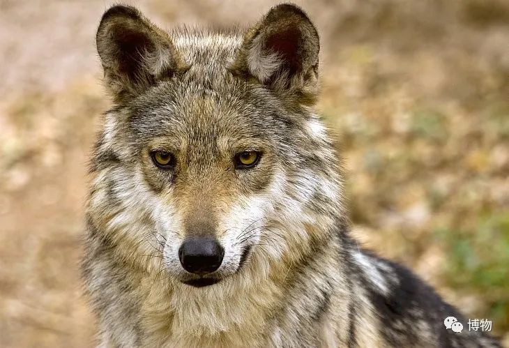 这才是*男猛**应该认识的动物