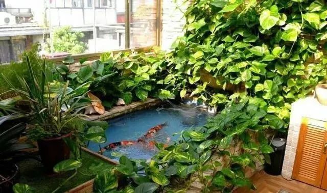 锦鲤鱼缸里能养绿萝吗,锦鲤鱼池上面放绿萝可以吗