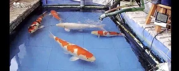 锦鲤鱼缸里能养绿萝吗,锦鲤鱼池上面放绿萝可以吗