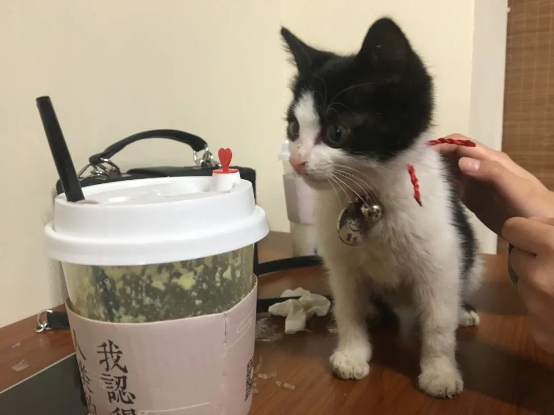 无声云南师范大学,母校云南师范大学