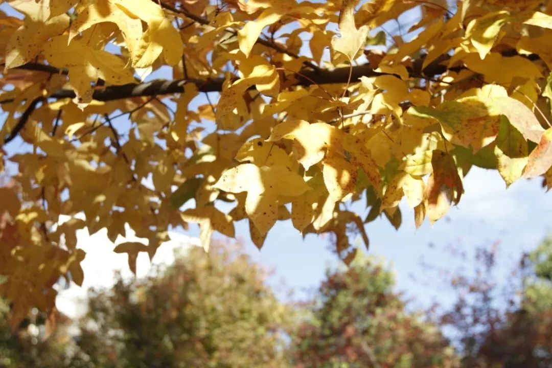 无声云南师范大学,母校云南师范大学