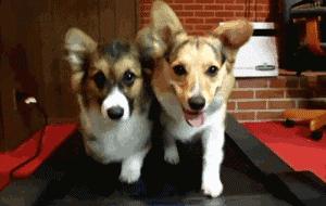 狗狗过敏会出现什么症状吃什么药,狗狗皮肤过敏的症状和治疗方法