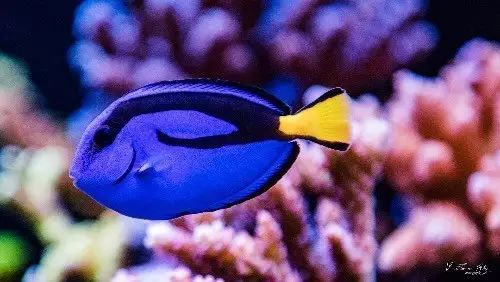 看这里，老司机花式玩转海水鱼