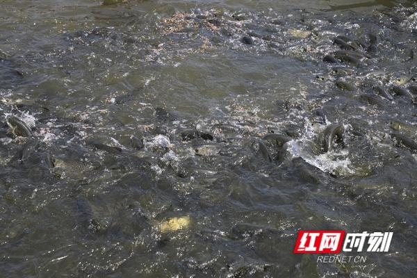 一条水槽养鱼3万斤，这个“贫困户”实现年收入3万多