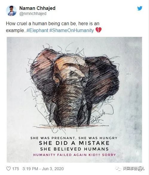 怀孕母象遭喂食藏火药,怀孕母象吃炸弹菠萝