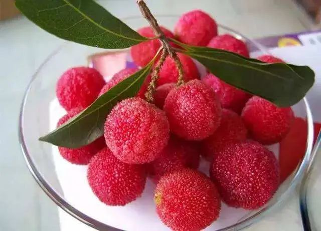 杨梅上市季放心大胆吃,杨梅有虫子吃不死人