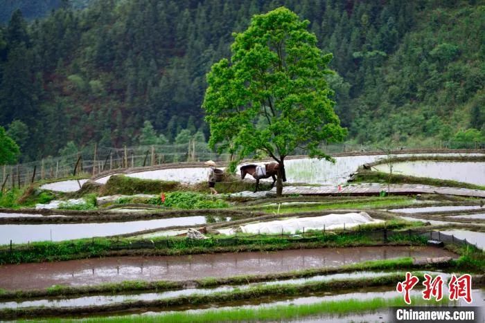 种下希望芒种,芒种忙在当下种下未来下一句