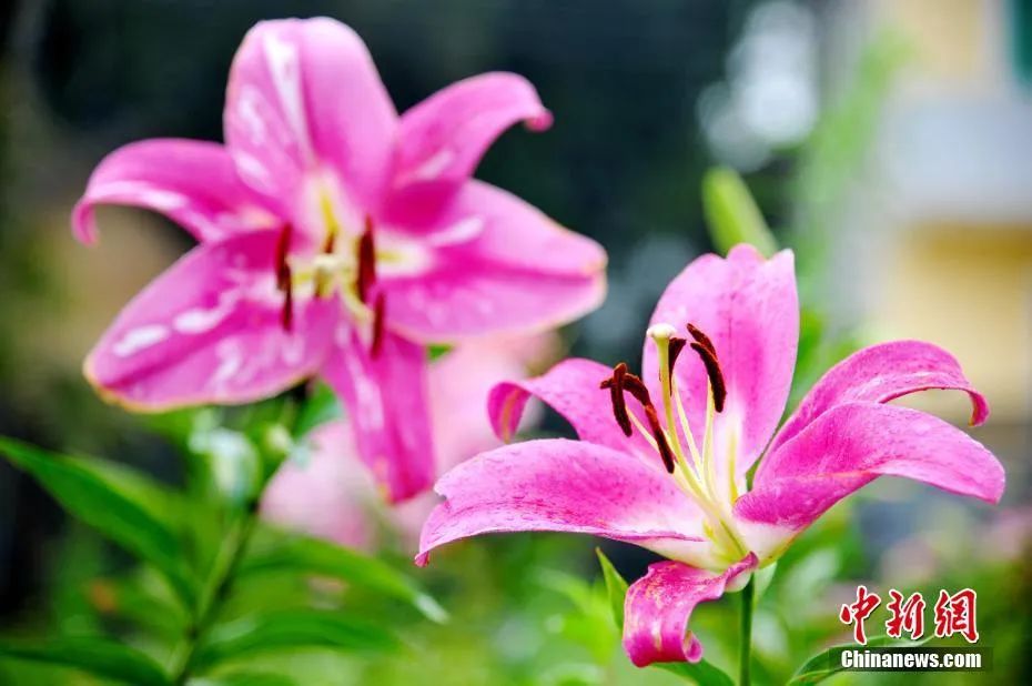 种下希望芒种,芒种忙在当下种下未来下一句