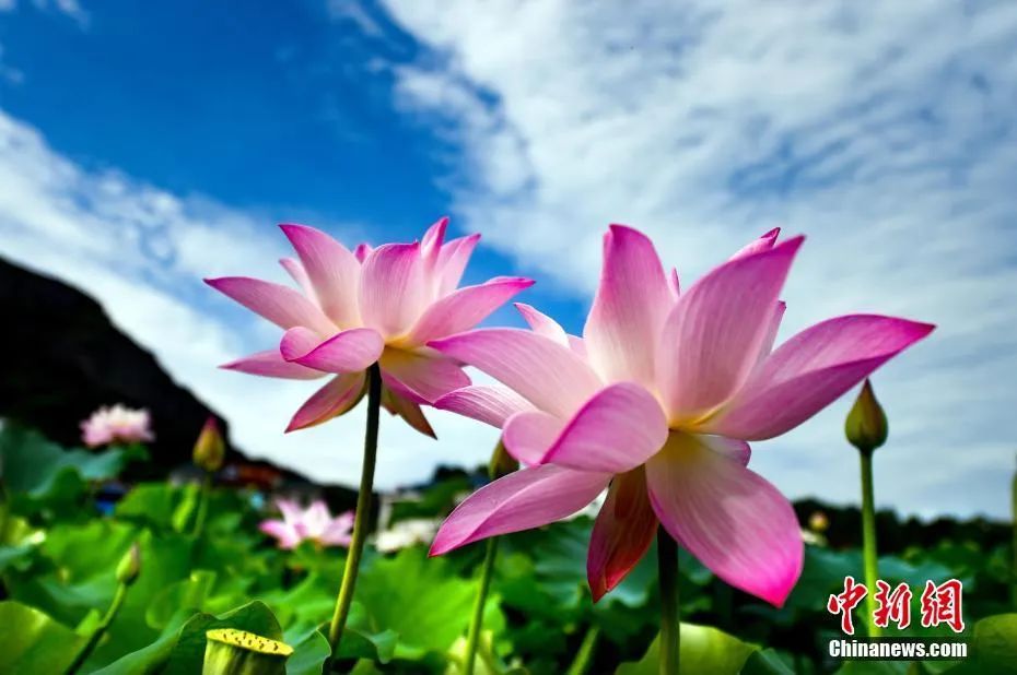 种下希望芒种,芒种忙在当下种下未来下一句