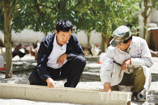 藏鸡养殖视频大全,高原藏鸡养殖