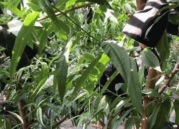 沂蒙山蒙阴黄金油桃五斤装,山东蒙阴正宗黄金油桃